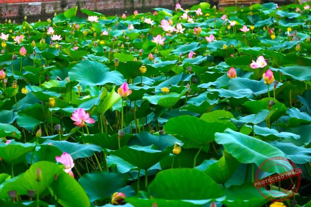 Bode Kamal Pokhari Madhyapur ThimiBodeBhaktapur